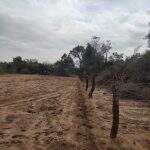 Proprietário rural é autuado por derrubada ilegal de árvores para exploração