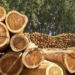 Amazônia tem quase 40% de extração de madeira ilegal, diz estudo