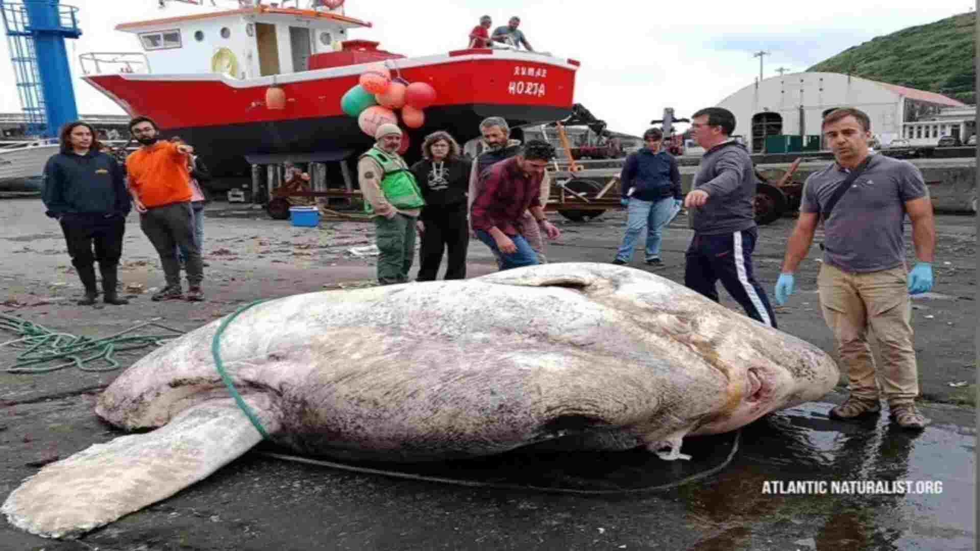 Peixe-lua com quase 3 toneladas é encontrado em Portugal e quebra recorde