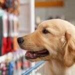 Agora é Lei: pet shops de MS devem ter placa alertando sobre maus-tratos aos animais