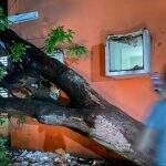 Árvore de grande porte cai na frente da UBS do Joquei Club em Campo Grande
