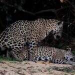 Internautas apontam estupro de onça durante acasalamento no Pantanal: ‘ela não queria’