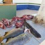 Pescador é preso com tarrafa em piracema e por caça no Rio Miranda