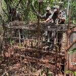 Armadilha de caça de animais silvestres de grande porte é apreendida em reserva florestal