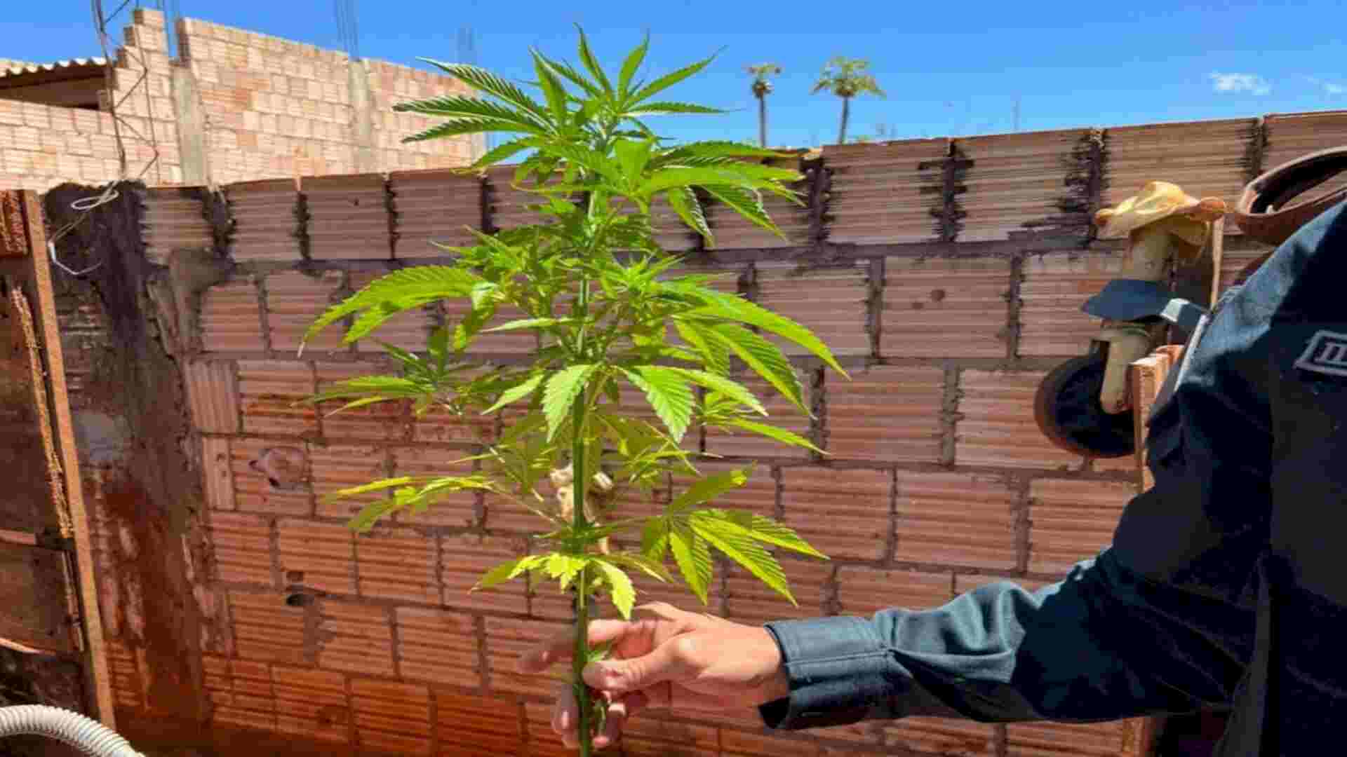Jovem é preso por cultivar plantação de maconha em casa para consumo próprio