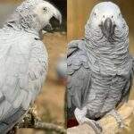 Papagaios são afastados de zoológico por ‘ensinarem’ palavrões 