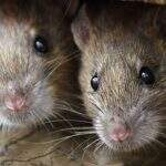 Polícia indiana acusa ratos por sumiço de meia tonelada de drogas