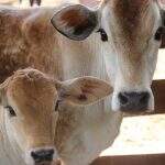 Governo de MS quer isentar produtores rurais que leiloarem e doarem animais para entidades
