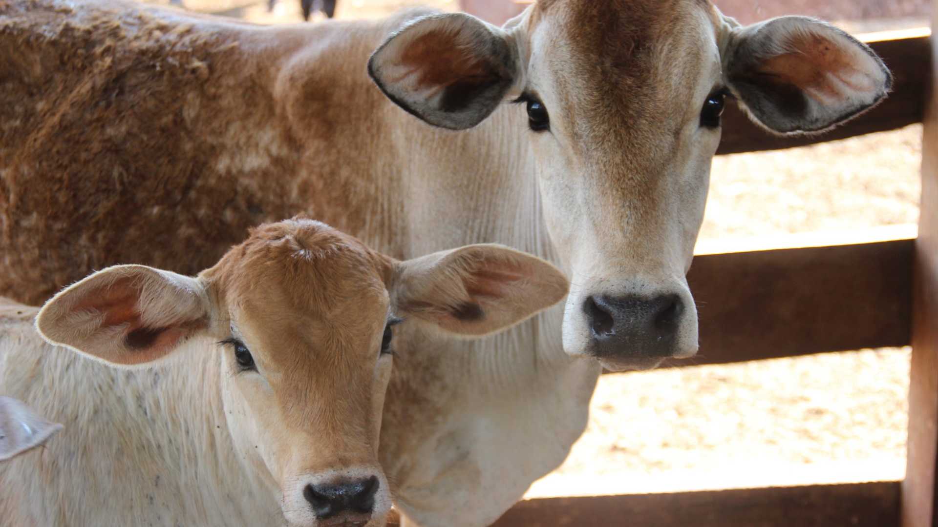 Governo de MS quer isentar produtores rurais que leiloarem e doarem animais para entidades