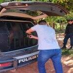 Suspeito de homicídio e com mandado de prisão por estupro, homem é preso em Rio Verde