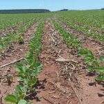 Chuvas colaboram e lavouras de soja começam a florescer em Mato Grosso do Sul