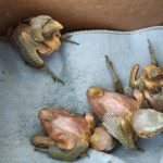 Filhotes de tucano que caíram do ninho são resgatados pela Polícia Ambiental