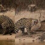VÍDEO: Macho dá mordida sexual e leva invertida da fêmea durante acasalamento de onças no Pantanal