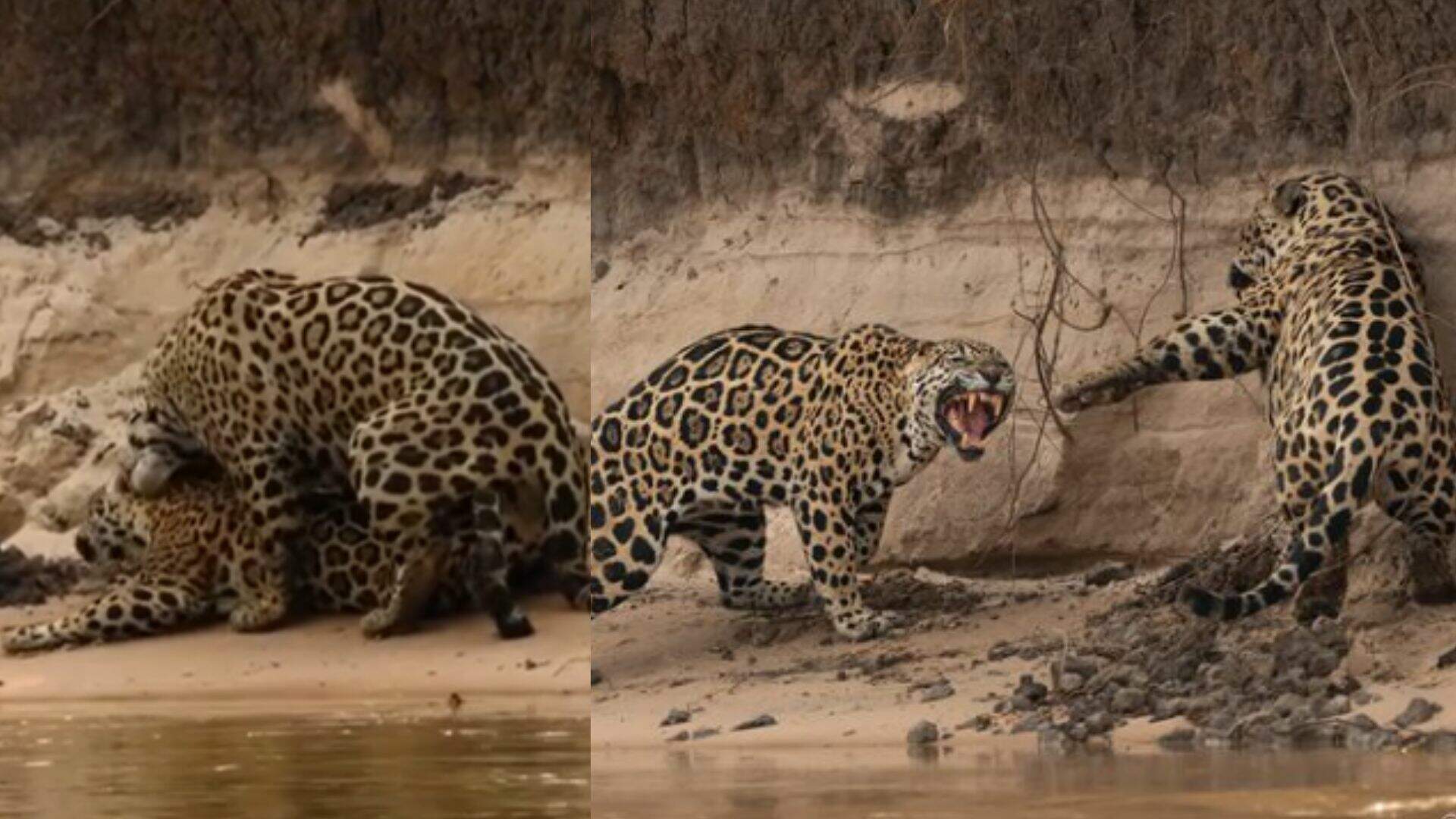 VÍDEO: Macho dá mordida sexual e leva invertida da fêmea durante acasalamento de onças no Pantanal