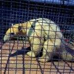 Tamanduá acuado por cachorros em oficina é resgatado e solto na natureza