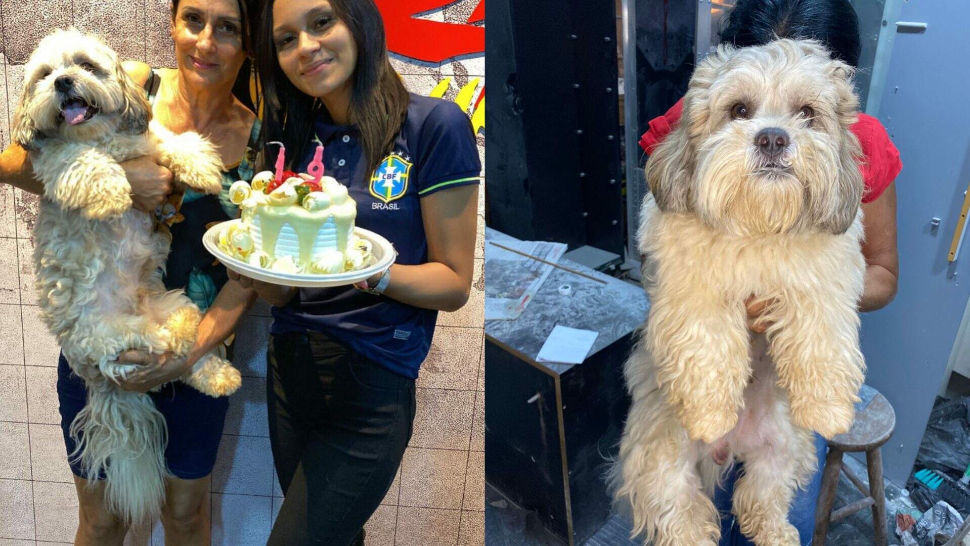 Companheiro durante o luto, tutora faz apelo para encontrar cachorro Brayan