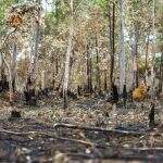 Incêndios florestais aumentam na Amazônia após novo Código Florestal