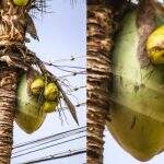 O que parecia ser o ‘mistério do coco gigante’ nada mais é do que referência para loja