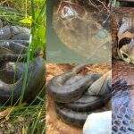 Sucuri para todos os gostos: Mato Grosso do Sul viveu fenômeno das ‘anacondas’ em 2022