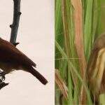 Na hora de ‘passarinhar’, guia flagra duas aves que ainda não haviam sido registradas em MS