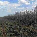 Usina de Rio Brilhante é multada em R$ 163 mil por incêndio em plantação de cana-de-açúcar