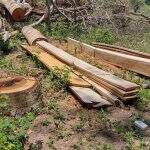 Produtor rural é multado em R$ 11,4 mil por corte ilegal de árvores nativas