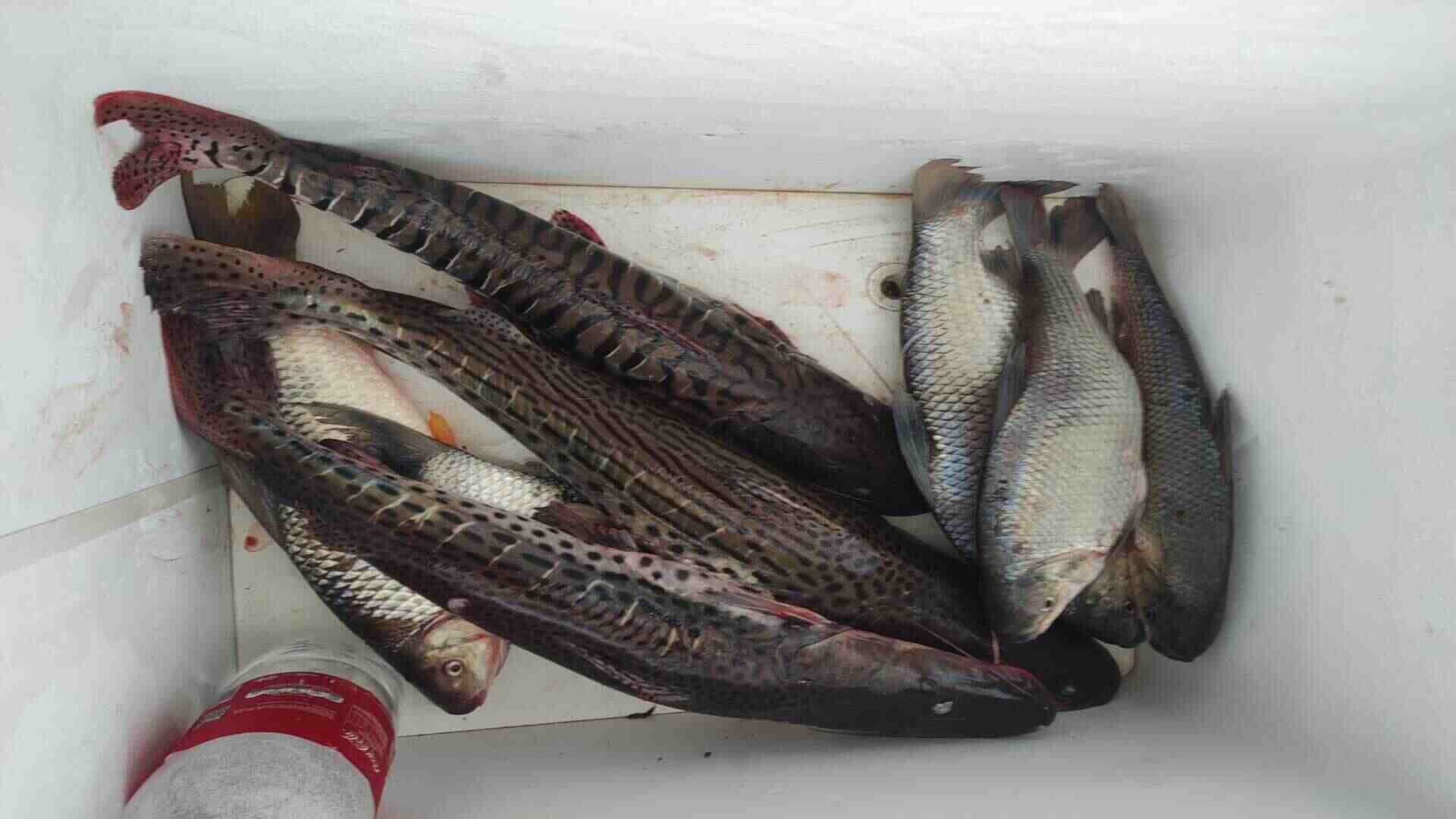 Pescadores são presos e multados em R$ 3,3 mil por pesca ilegal durante piracema, em Maracaju