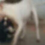 VÍDEO: Pitbull dilacera cachorros e moradores vivem pesadelo ‘agoniante’ em Campo Grande