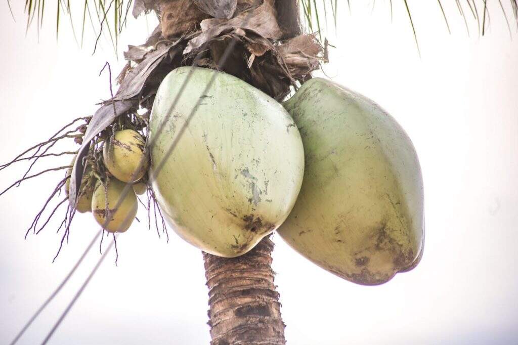 Cocos pequenos são verdadeiros, porém, os maiores são feitos de fibra, de maneira artificial. Foto: Henrique Arakaki/Jornal Midiamax