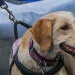 Projeto propõe que pessoas com autismo possam levar cão guia em ônibus de Campo Grande