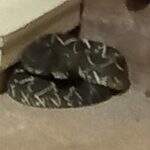 Mulher se depara com cobra cascavel debaixo da cama em bairro de Campo Grande
