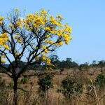 Encontro e Feira dos Povos do Cerrado debate a preservação do bioma