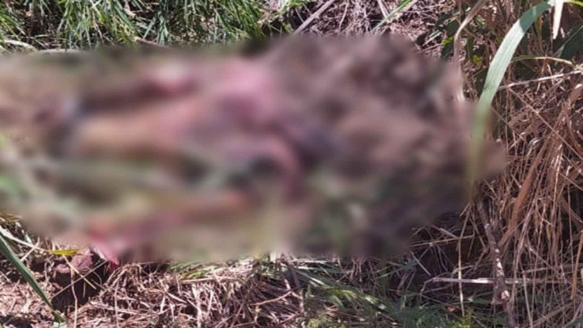 Corpo de homem é encontrado em matagal nas margens da BR-060
