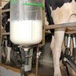 Preço do leite tem alta acima da média nacional em Mato Grosso do Sul