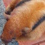 Tamanduá-mirim gravemente ferido por cachorros é resgatado