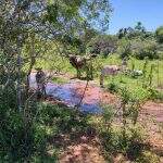 Polícia autua dona de sítio em R$ 5 mil por manter gado degradando nascentes