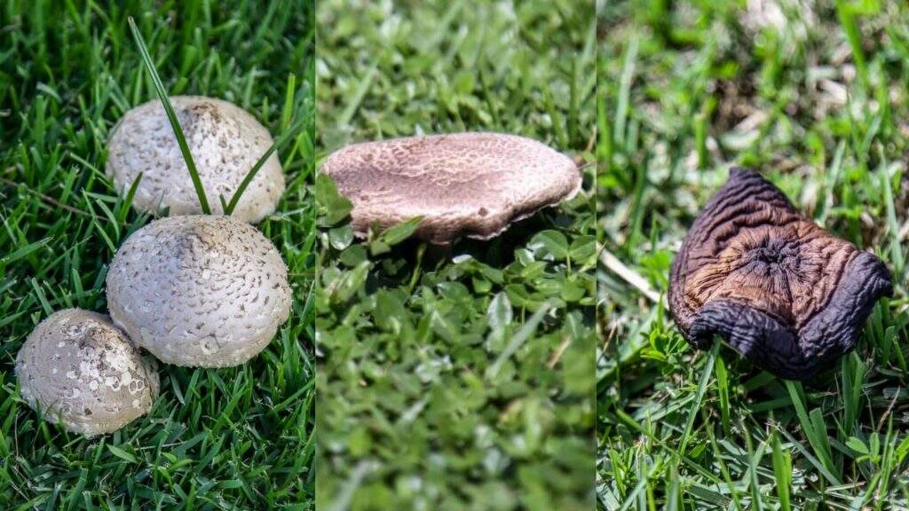 Cogumelos são a matéria orgânica se decompondo na grama, diz biólogo. Foto: Nathalia Alcântara/Jornal Midiamax