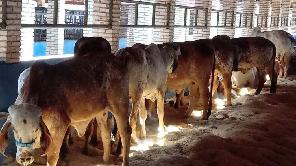 Animais nos pavilhões de raça durante a Expogrande. Foto: Divulgação