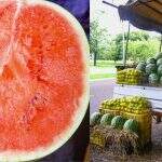 A melancia ‘do caminhão’ é realmente mais gostosa que a vendida nos supermercados?