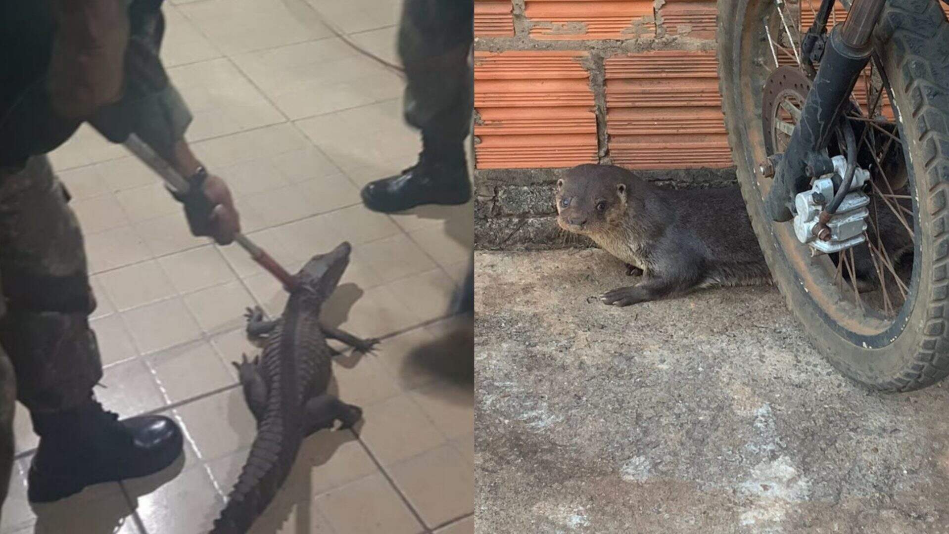 Com jacarés e ariranha dentro de casa, PMA resgatou mais de 1,9 mil animais em MS