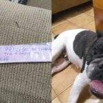 ‘Meu dono não tem condições’: recado em coleira de Bulldog abandonada surpreende
