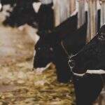 ‘Brecha’ em isenção de ICMS para transferência de gado vira dor de cabeça para fiscais de MS