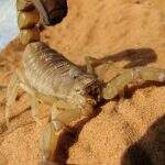 No ano passado, 3.205 pessoas foram atacadas por escorpiões em Mato Grosso do Sul