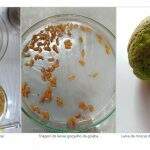 Pesquisa investiga eficiência de bioinseticidas no controle de pragas-chave da goiabeira
