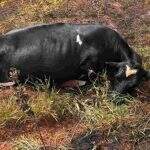 Fiação da Energisa mata vacas de hospital de Campo Grande, que pede indenização de R$ 24 mil
