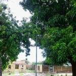Árvores ‘engolindo’ postes de luz promovem insegurança em importante avenida do Santo Amaro