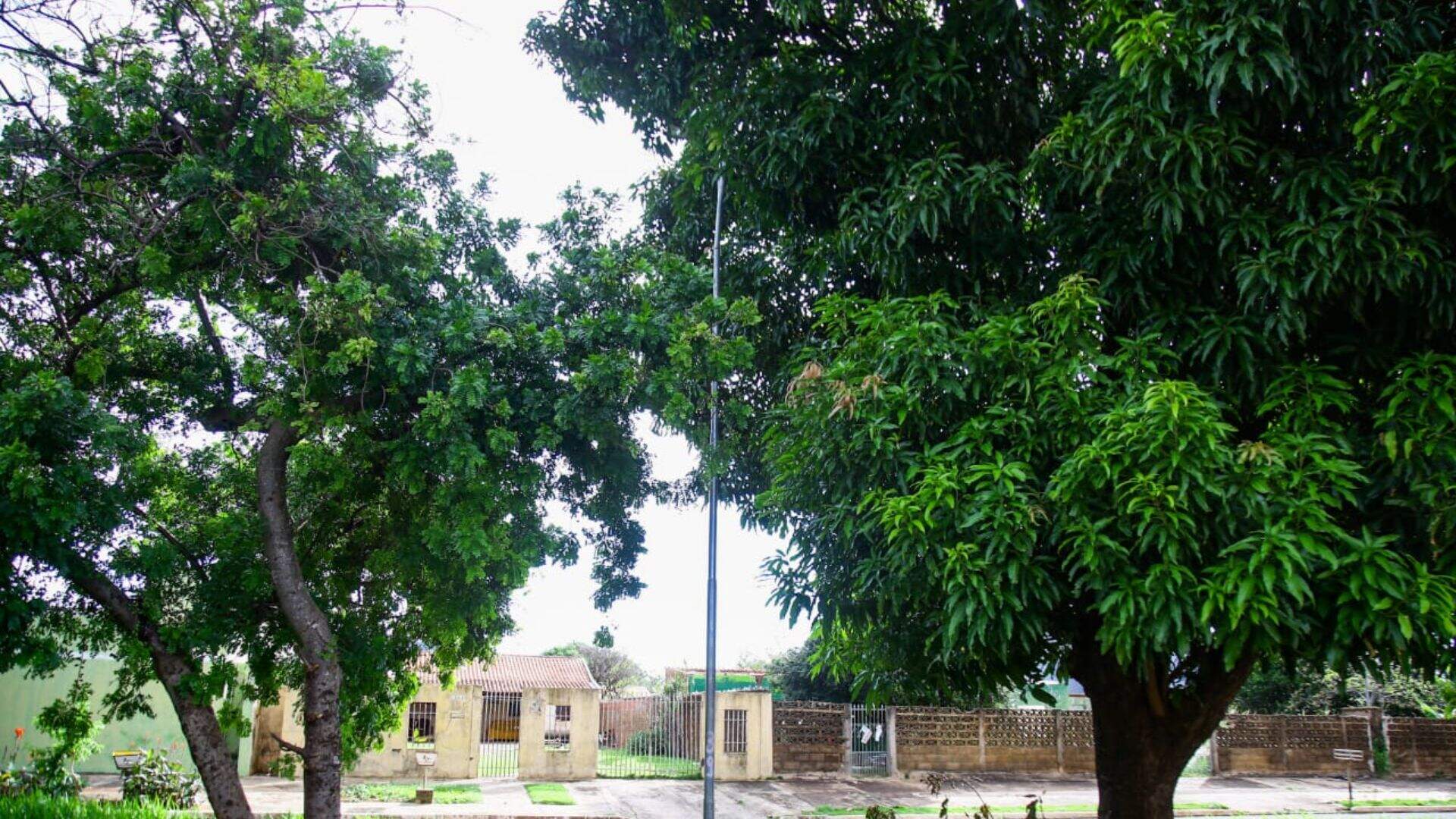 Árvores ‘engolindo’ postes de luz promovem insegurança em importante avenida do Santo Amaro