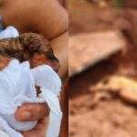 Cachorrinha é enterrada viva enquanto paria filhotes em bairro de Campo Grande