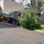 VÍDEO: Caminhão fica sem freio em descida e derruba árvore na calçada de condomínio