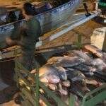 PMA realiza prisão e apreende 279 kg de pescado ilegal no Rio Paraguai